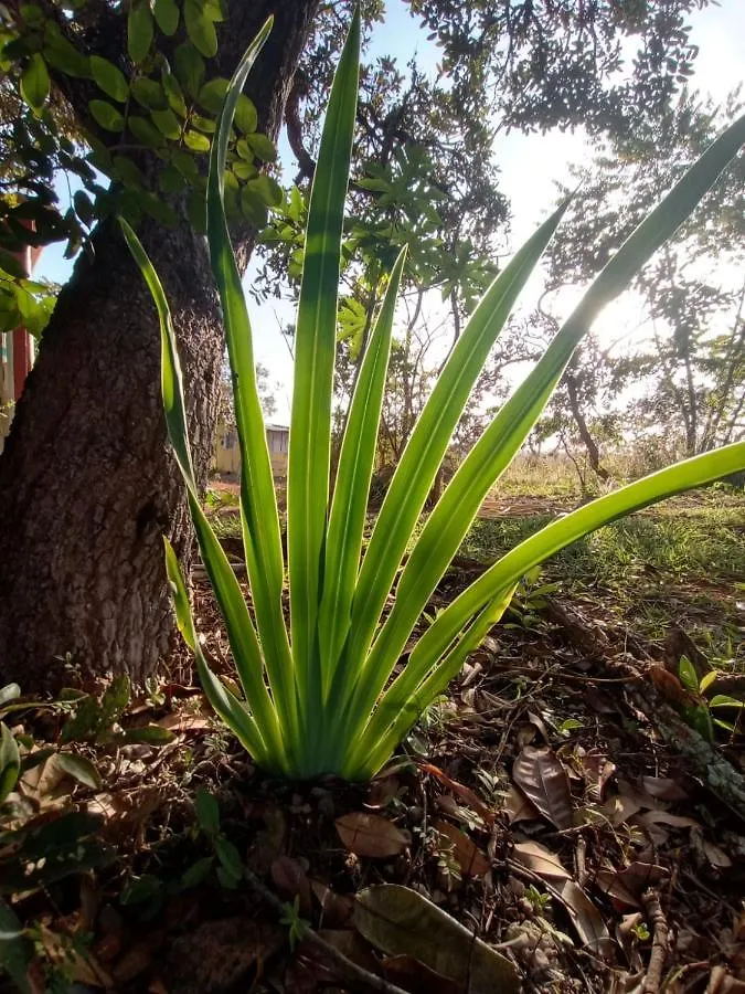 Chale Aconchegante, Pertinho Da Cidade E Conectada A Natureza Brazíliaváros 0*,  Brazília